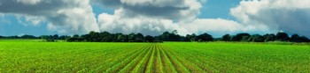 agricultural farm field